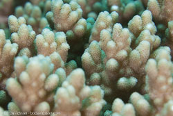 BD-111123-Raja-Ampat-5043-Porites-compressa.-Dana.-1846-[Hump-coral].jpg